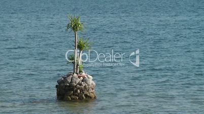 Palme im See - Video - Palm in the Water