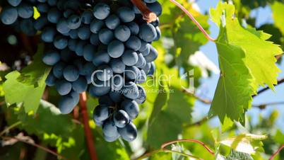 ripe grapes Moldova