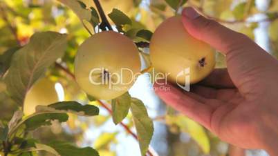 Picking apples from branch