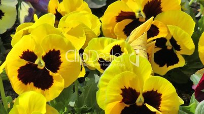 Gelbe Stiefmütterchen - Video - Yellow Pansies