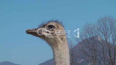 Neugieriger Strauß - Video - Curious Ostrich