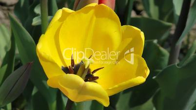 Gelbe Tulpe - Video - Yellow Tulip