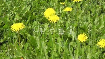 Wiese mit Blumen - Video - Meadow with Flowers