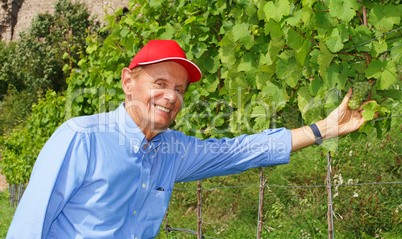 Im Weinberg - in the vineyard