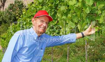 Im Weinberg - in the vineyard