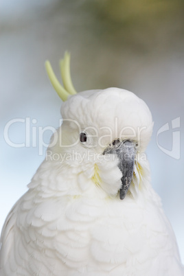 Gelbhaubenkakadu (Cacatua galerita)