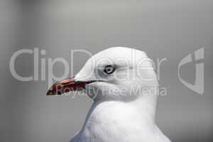 Silberkopfmöwe (Larus novaehollandiae)