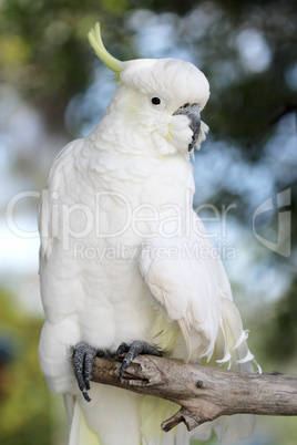 Gelbhaubenkakadu (Cacatua galerita)