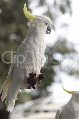 Gelbhaubenkakadu (Cacatua galerita)