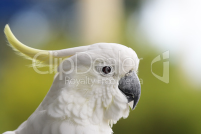 Gelbhaubenkakadu (Cacatua galerita)