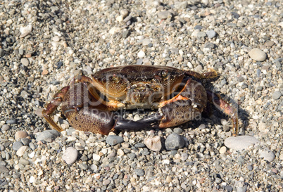 Crab on the pebbles