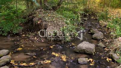 River stream in autumn forest