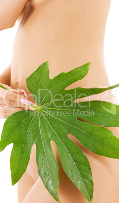 female torso with green leaf over white