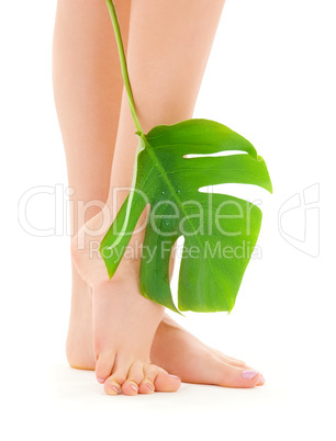 female legs with green leaf