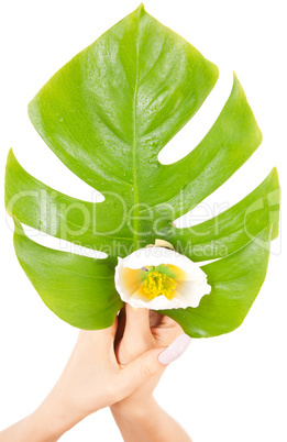 female hands with green leaf and flower