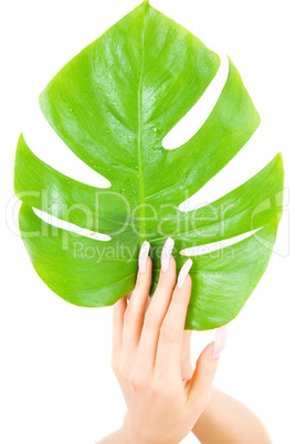 female hands with green leaf