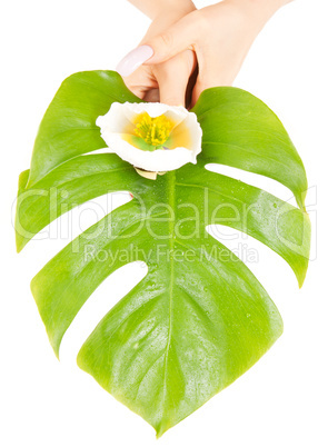 female hands with green leaf and flower