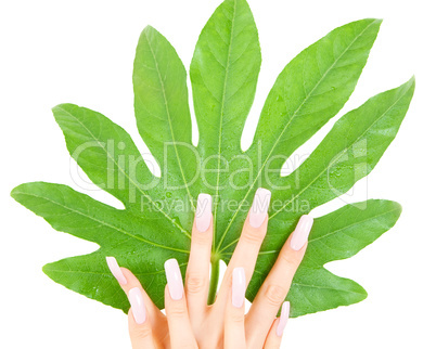 female hands with green leaf