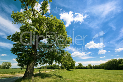Baum, Wiese und blauer Himmel