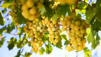 White wine grape