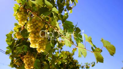 bunches of White wine grape