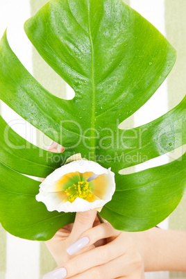female hands with green leaf and flower