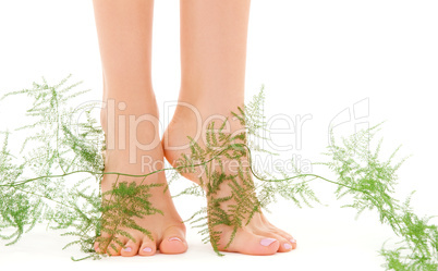 female feet with green plant