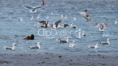 Sealion approach salmon P HD 7473