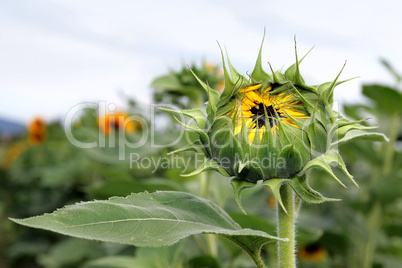 Sonnenblume