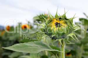 Sonnenblume