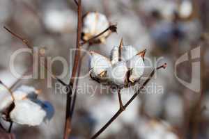 Cotton flower detail