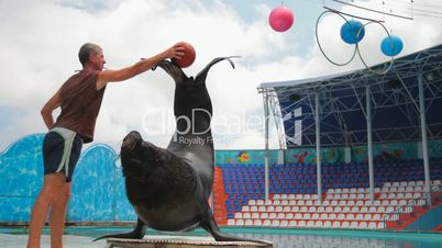sea lion and trainer
