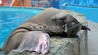 walrus eats fish