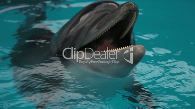 dolphins head closeup