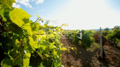 vineyard at summer