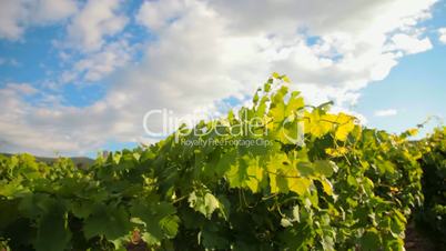 vineyard and fluffy clouds