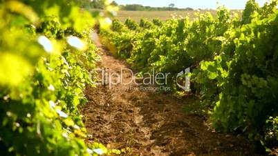 vineyard at summer
