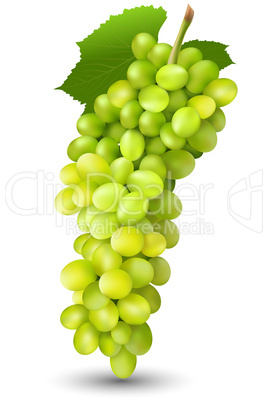 juicy grapes