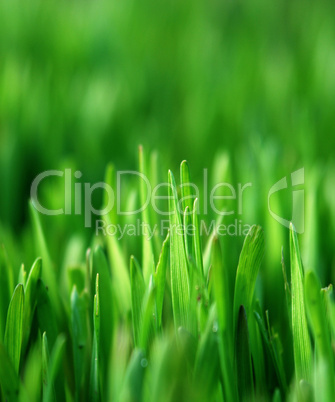 green grass