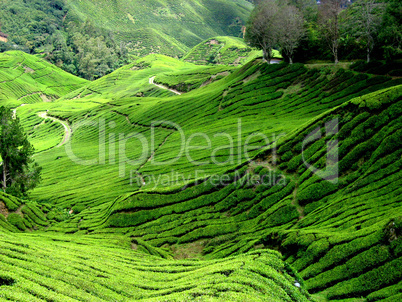 tea plantation, malaysia