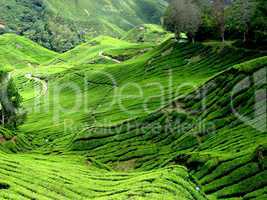 tea plantation, malaysia