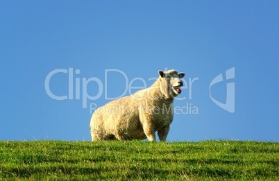 Schaf steht blöckend auf dem Deich an der Nordsee
