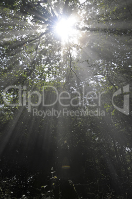 Sonnenstrahlen im Wald