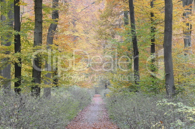 Waldweg im Herbst