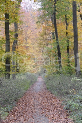 Waldweg im Herbst