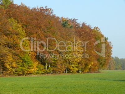 Waldrand im herbst