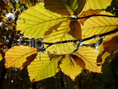 Buchenblätter im Herbst