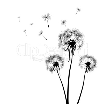 dandelions