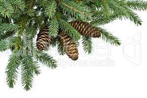 fir tree branches,christmas decoration