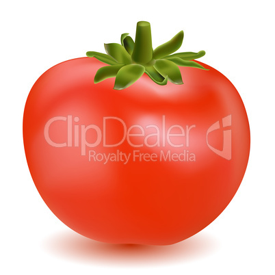 tomato vegetable